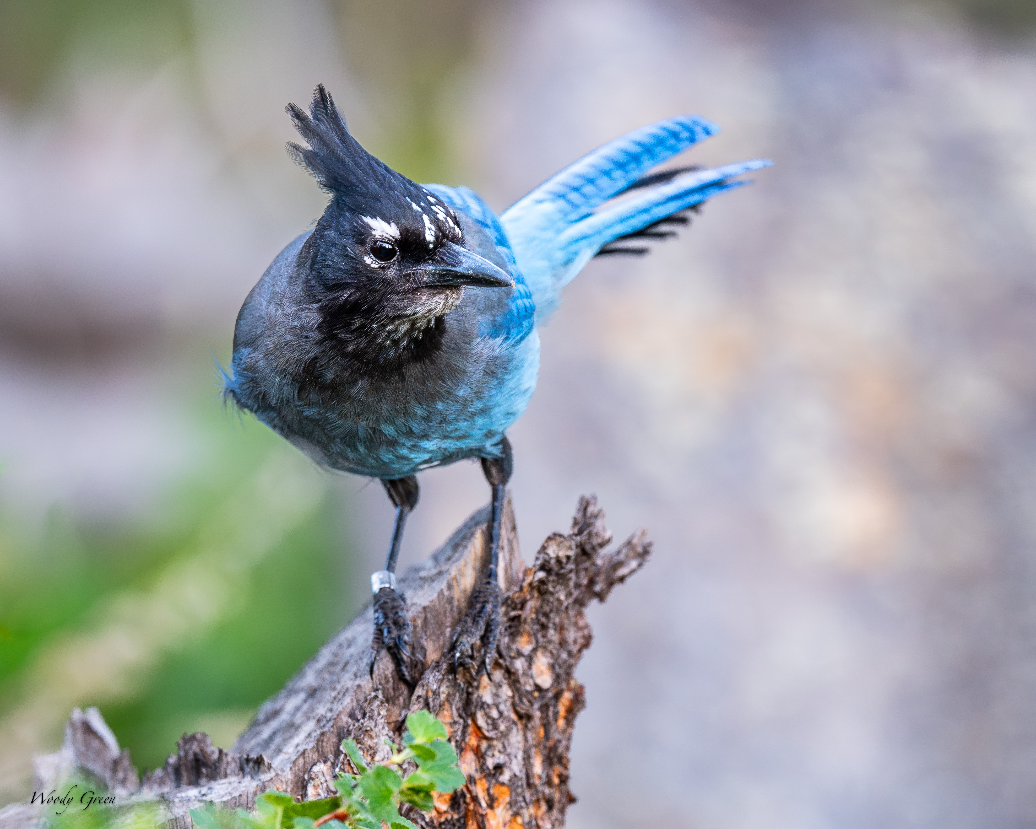 StellersJay-56.jpg
