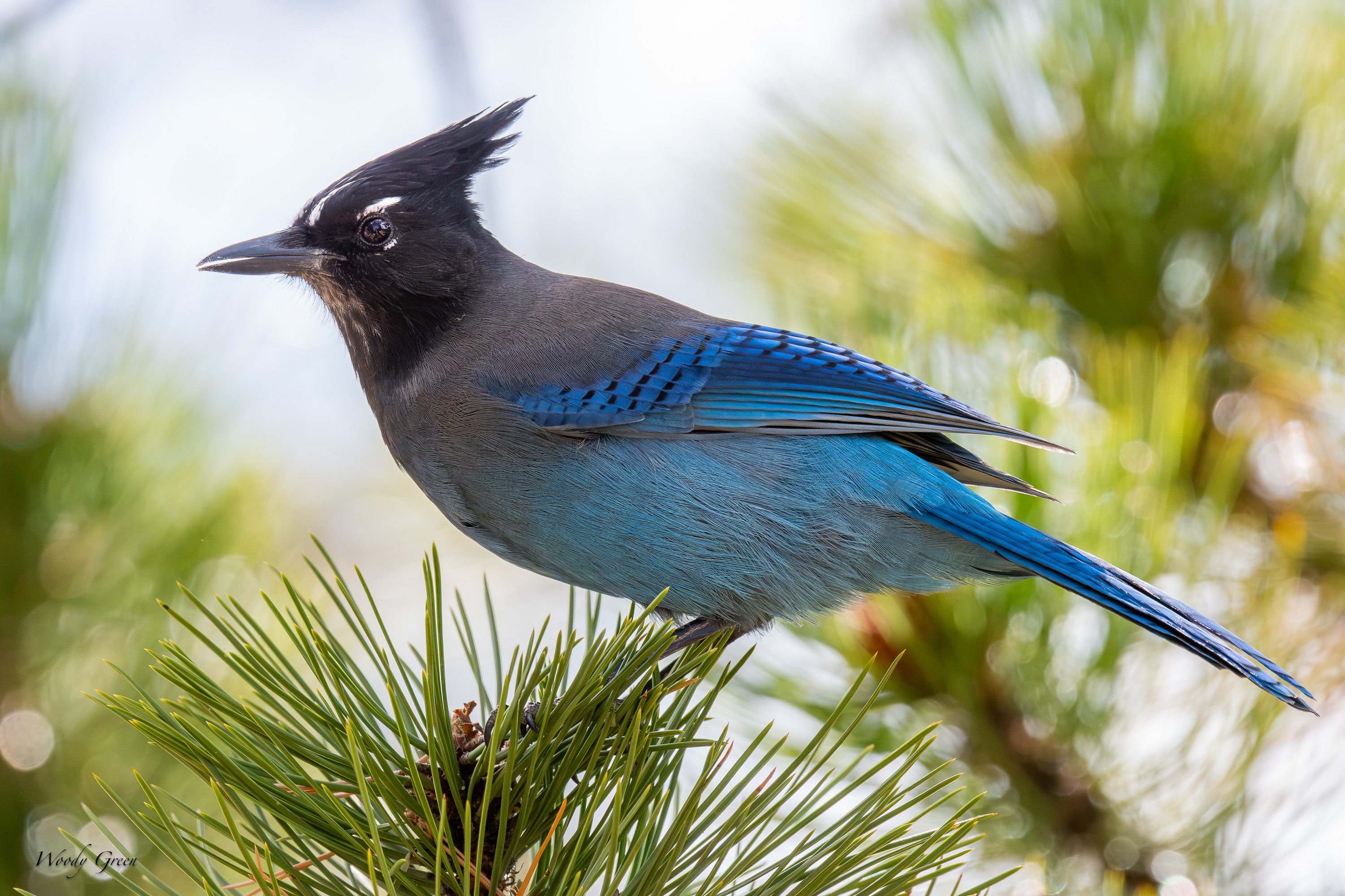StellersJay-753.jpg