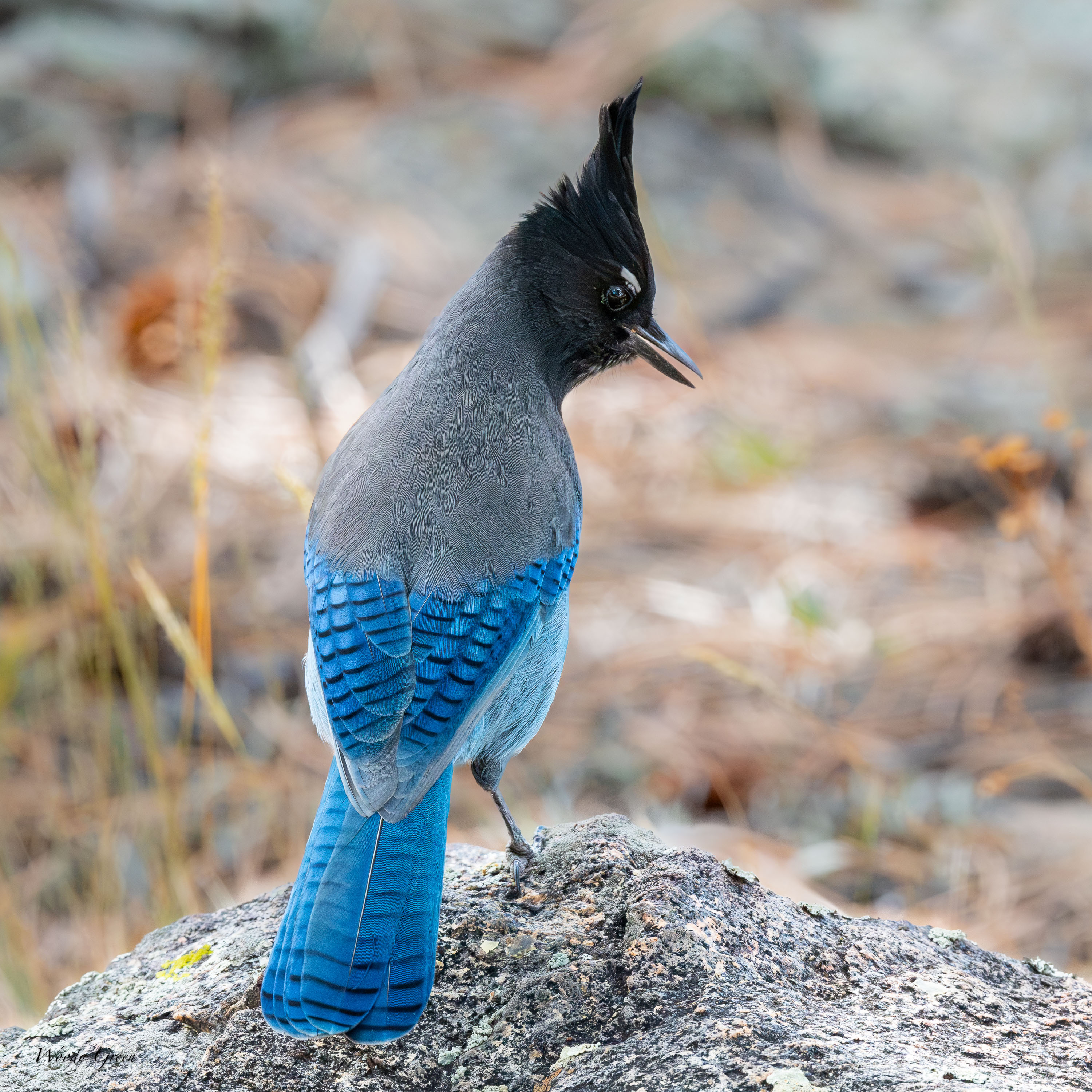 StellersJay-754.jpg