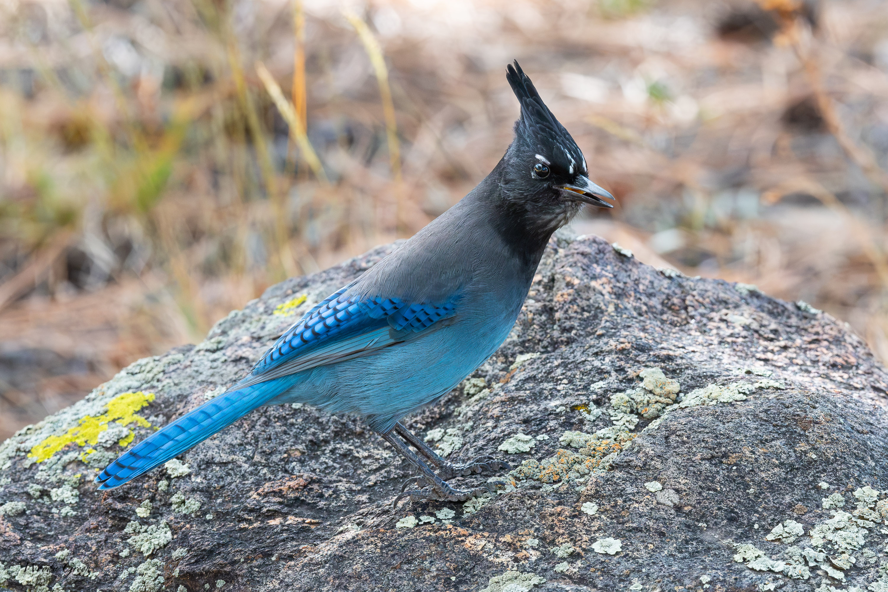 StellersJay-755.jpg