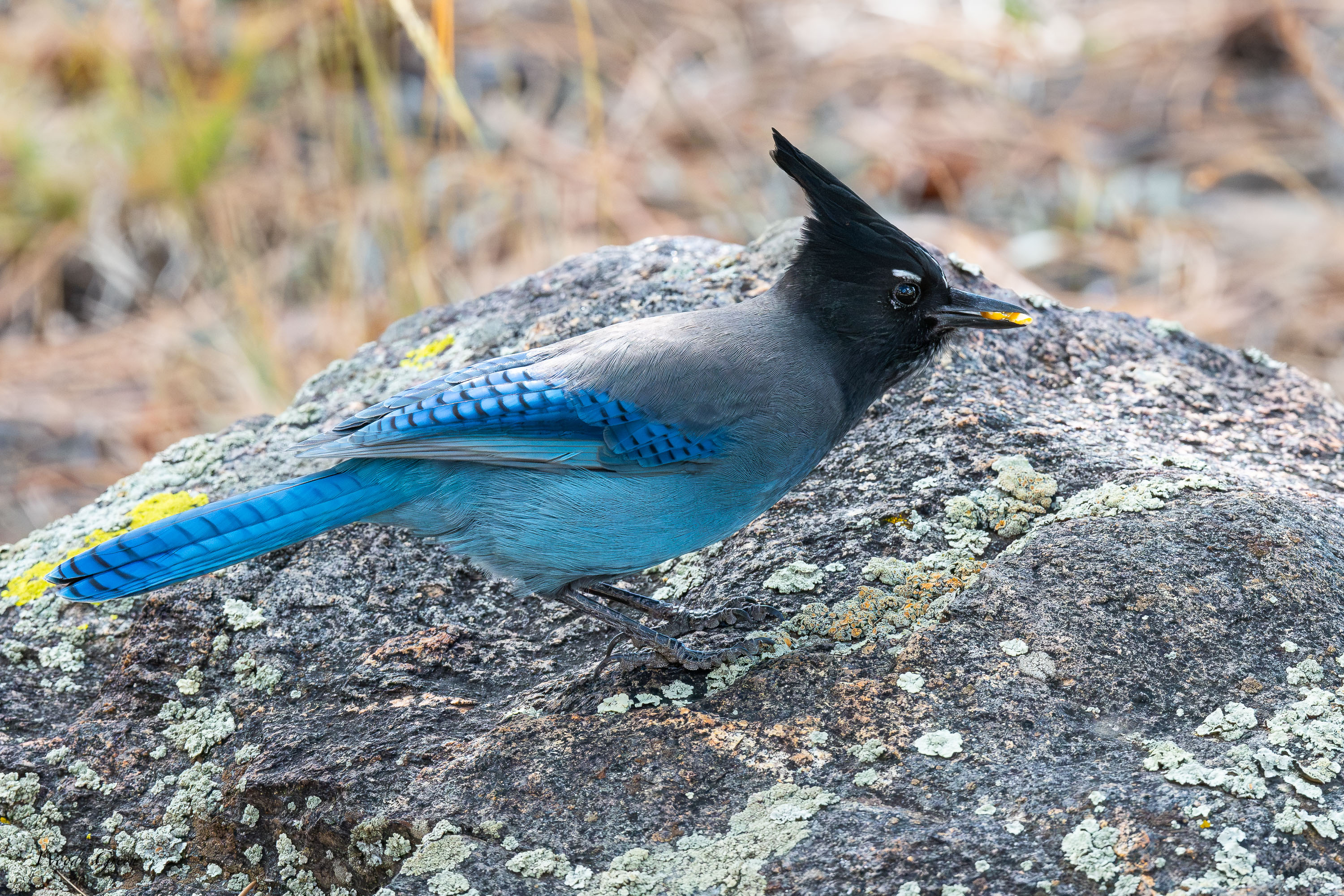 StellersJay-756.jpg