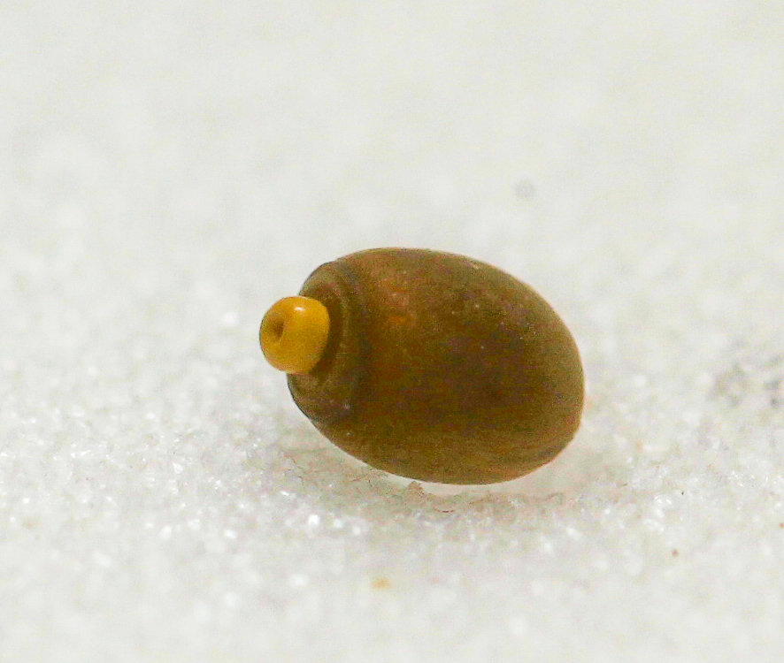 Stick Insect Egg.jpg