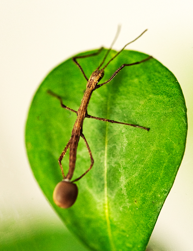 Stick_Insect-1.jpg