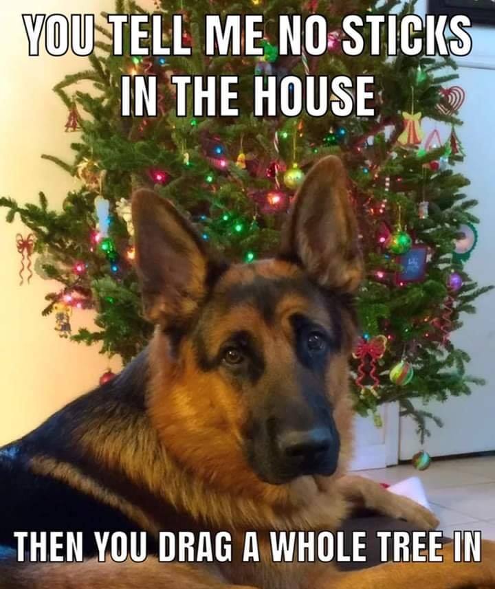 sticks.jpg