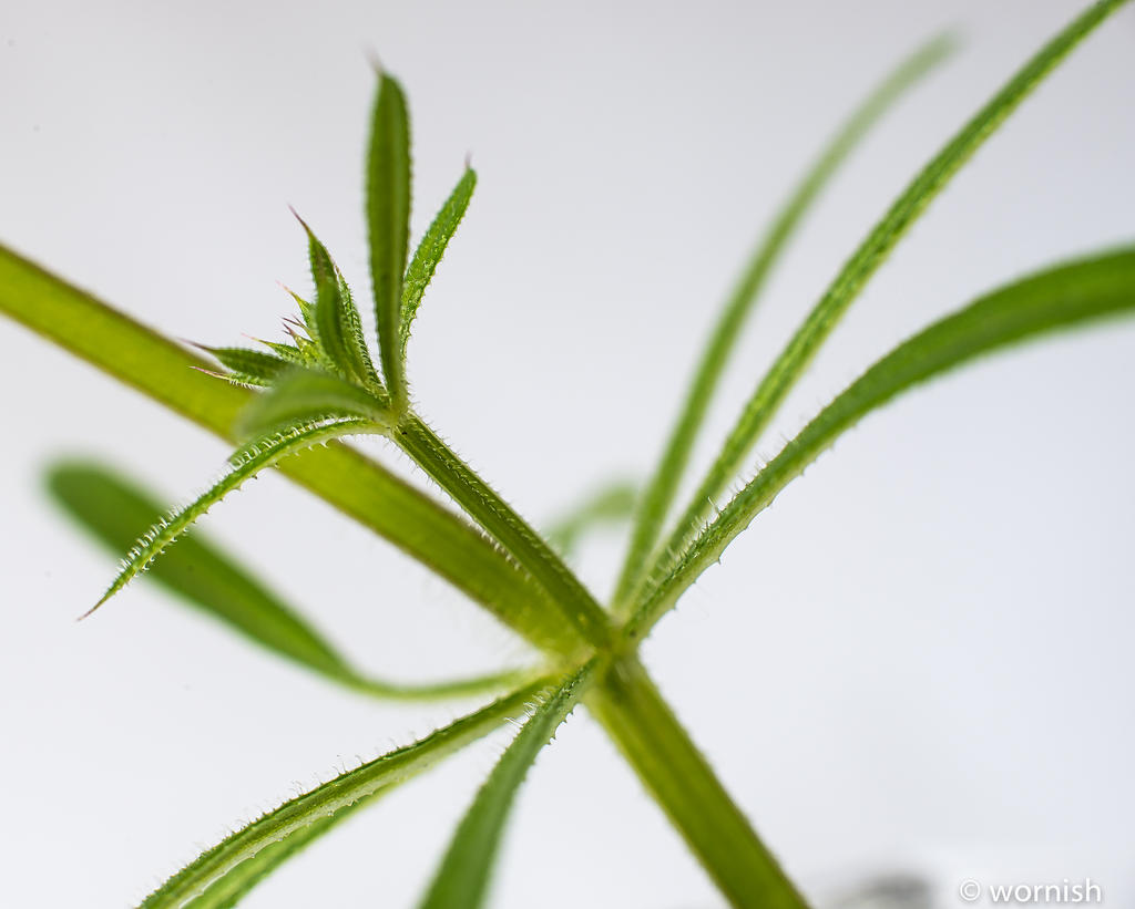 Sticky Bud - 1.jpg