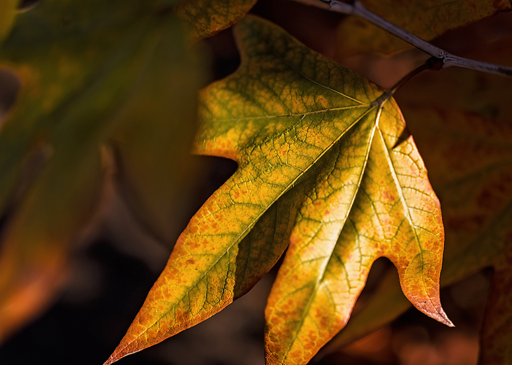 Still Feels Like Autumn, #2.jpg