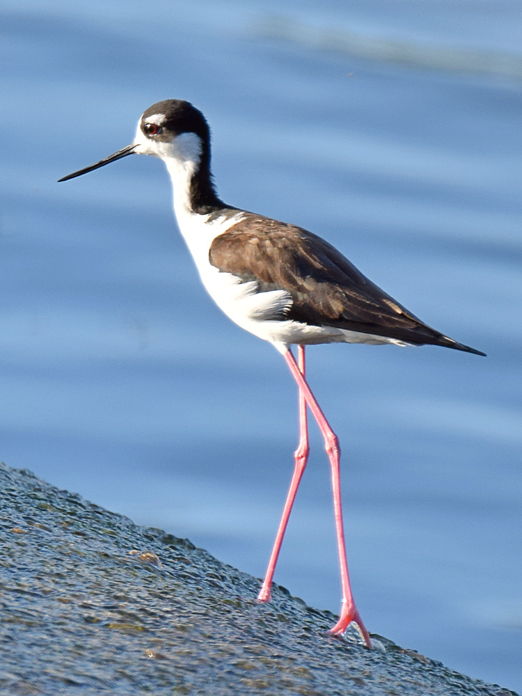 Stilt.jpg