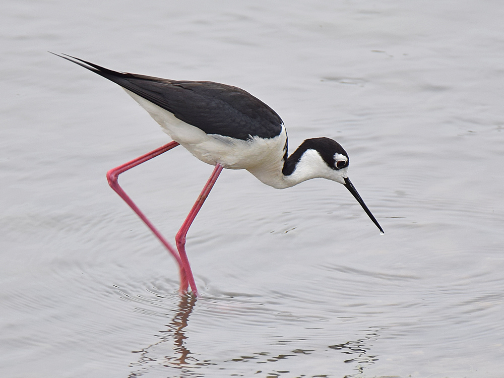 Stilt.jpg