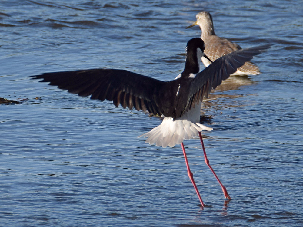 Stilt.jpg