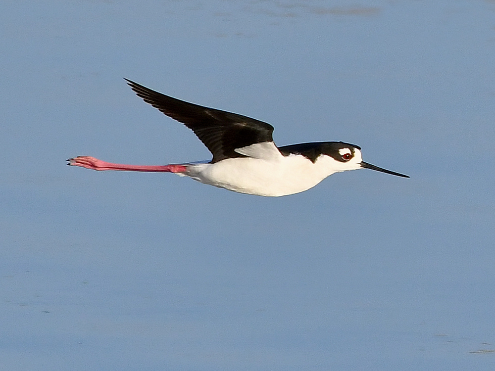 Stilt.jpg