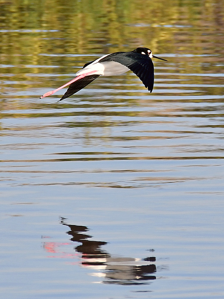 Stilt.jpg