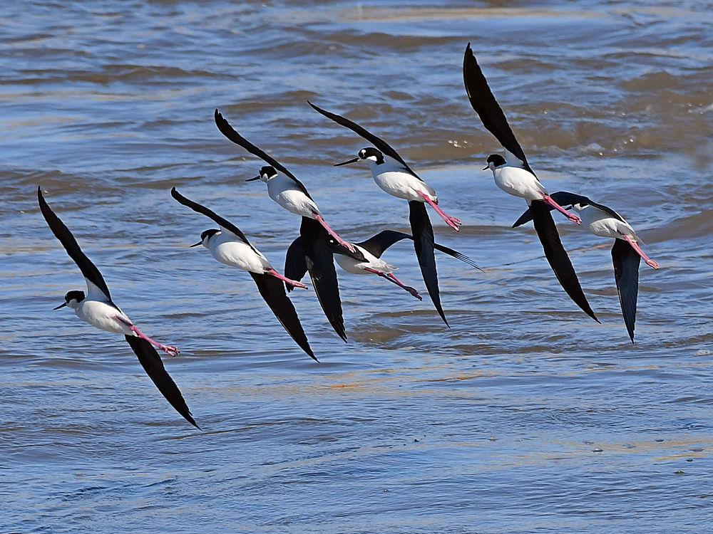 Stilt12.jpg
