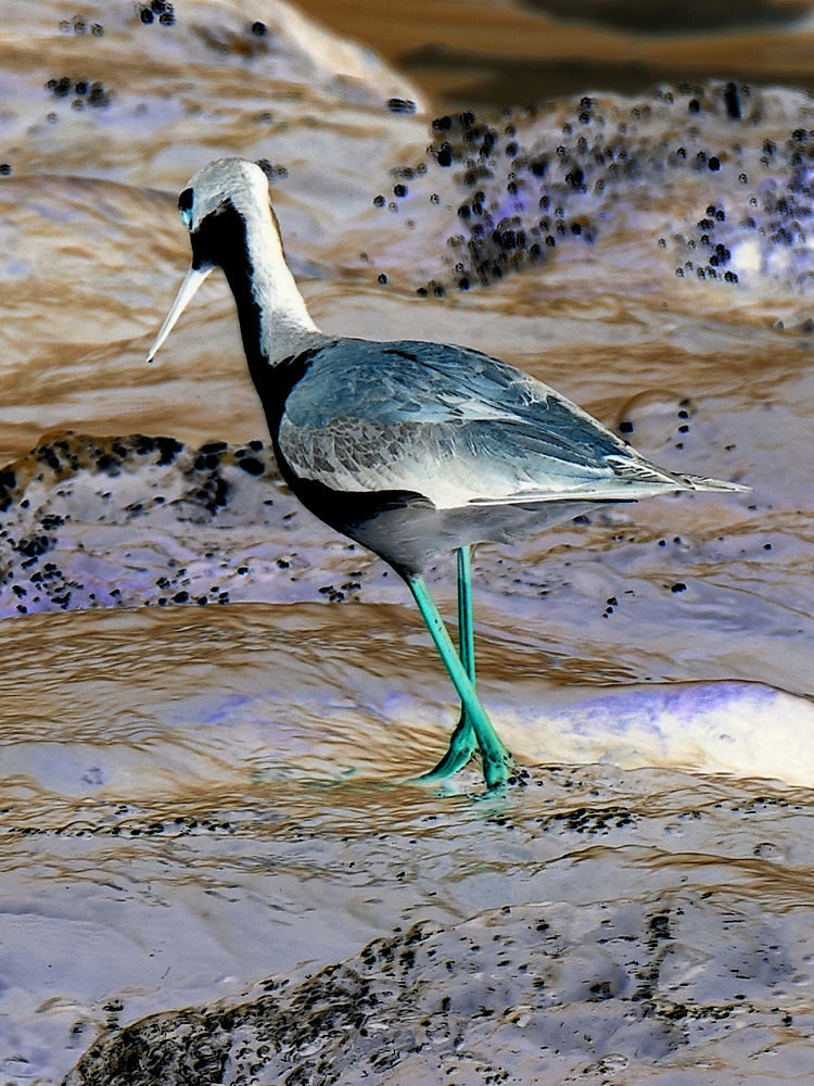 Stilt2.jpg