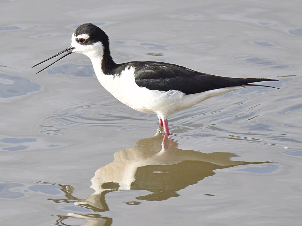 Stilt2.jpg