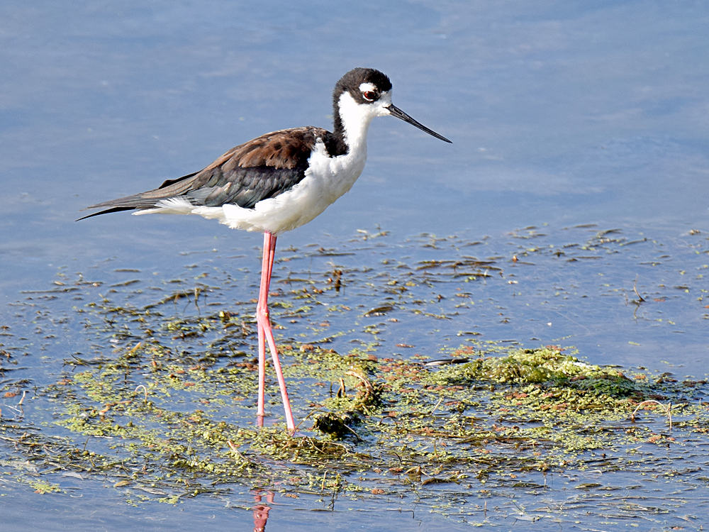 Stilt2.jpg