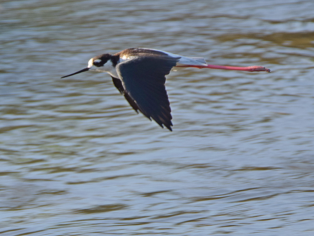 Stilt2.jpg