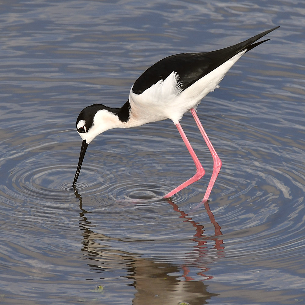 Stilt2.jpg