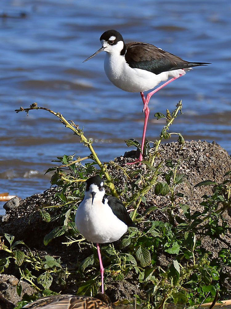 Stilt2.jpg
