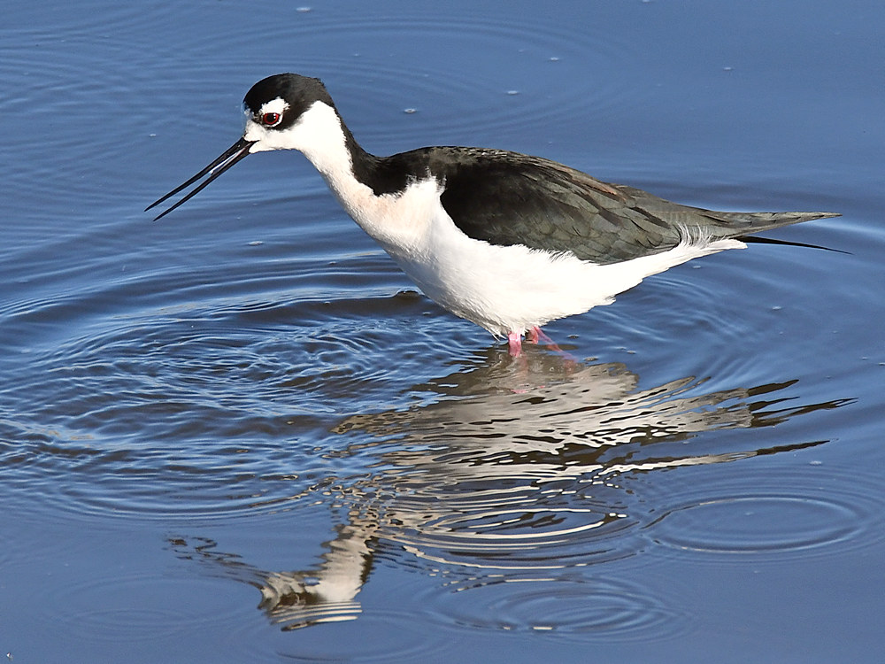 Stilt2.jpg