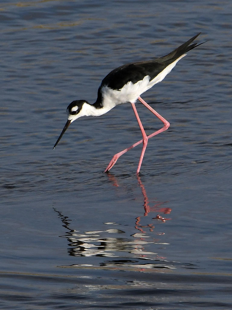 Stilt2.jpg
