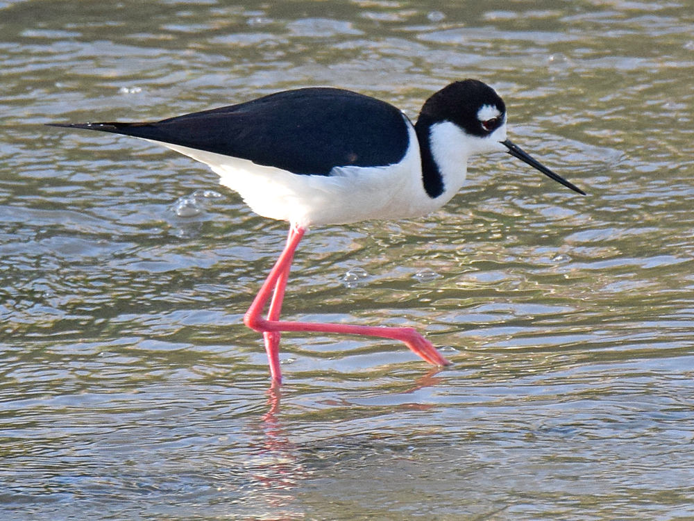 Stilt3.jpg