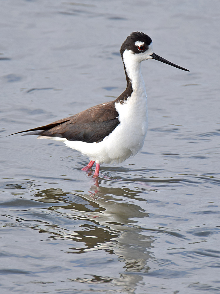 Stilt3.jpg