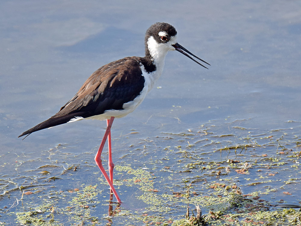 Stilt3.jpg