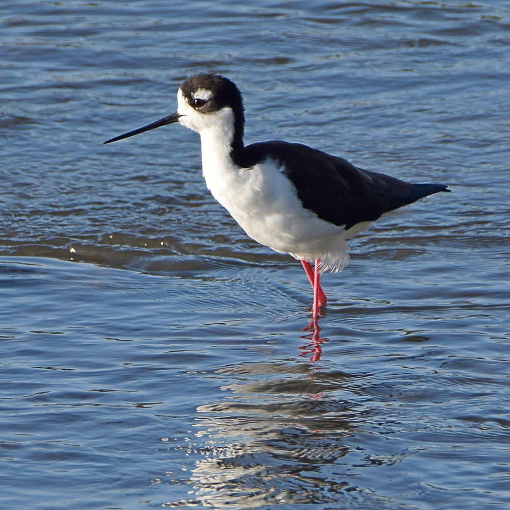 Stilt3.jpg