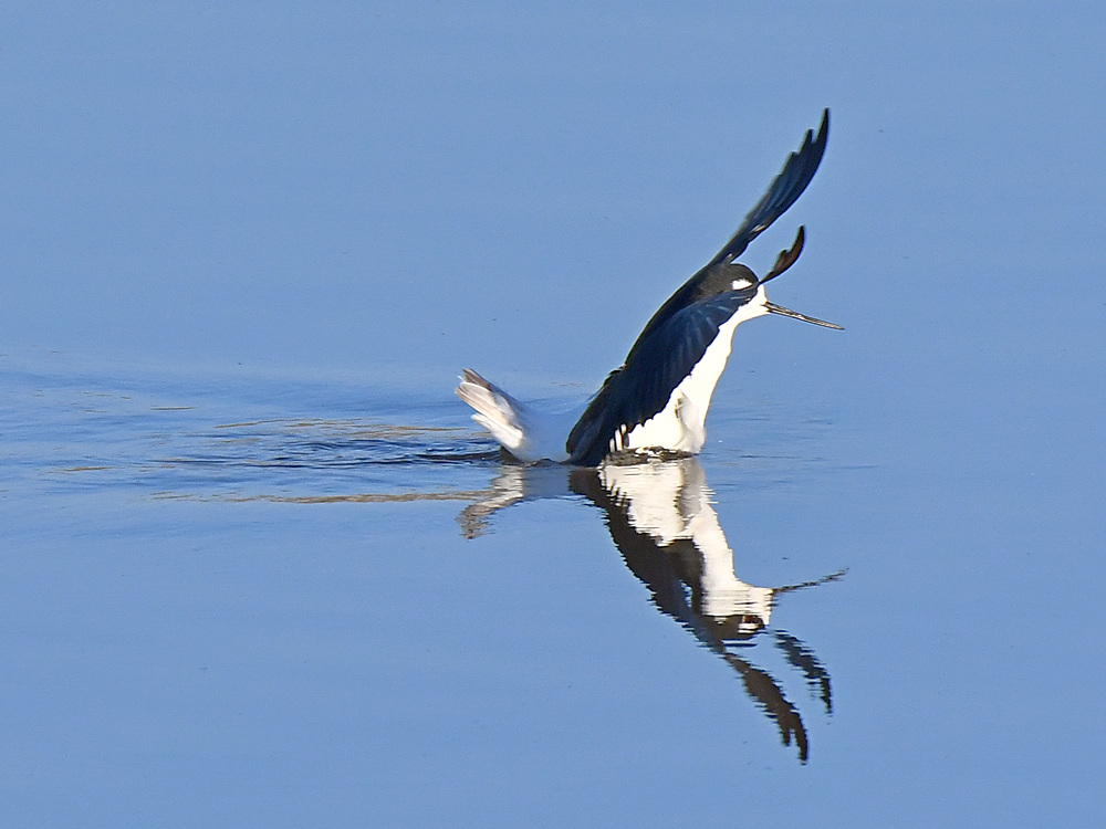 Stilt3.jpg