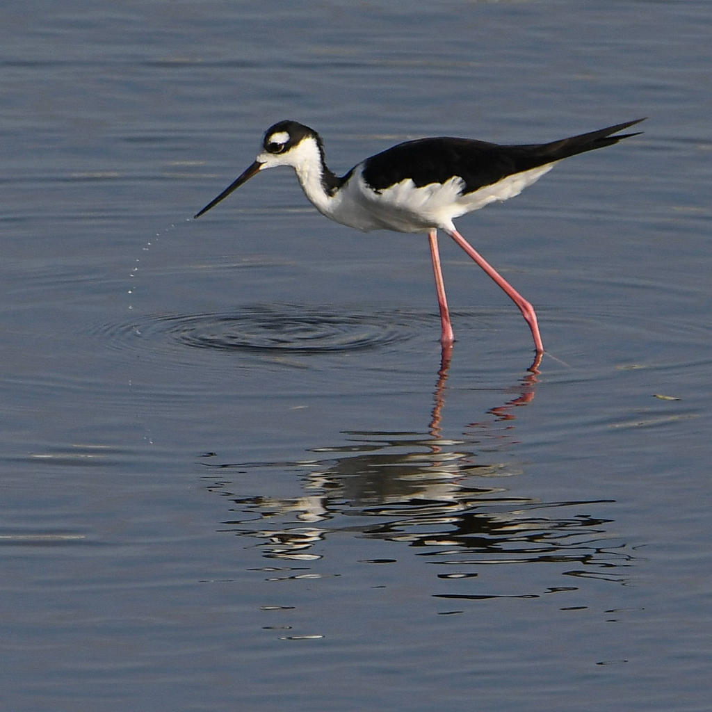 Stilt3.jpg