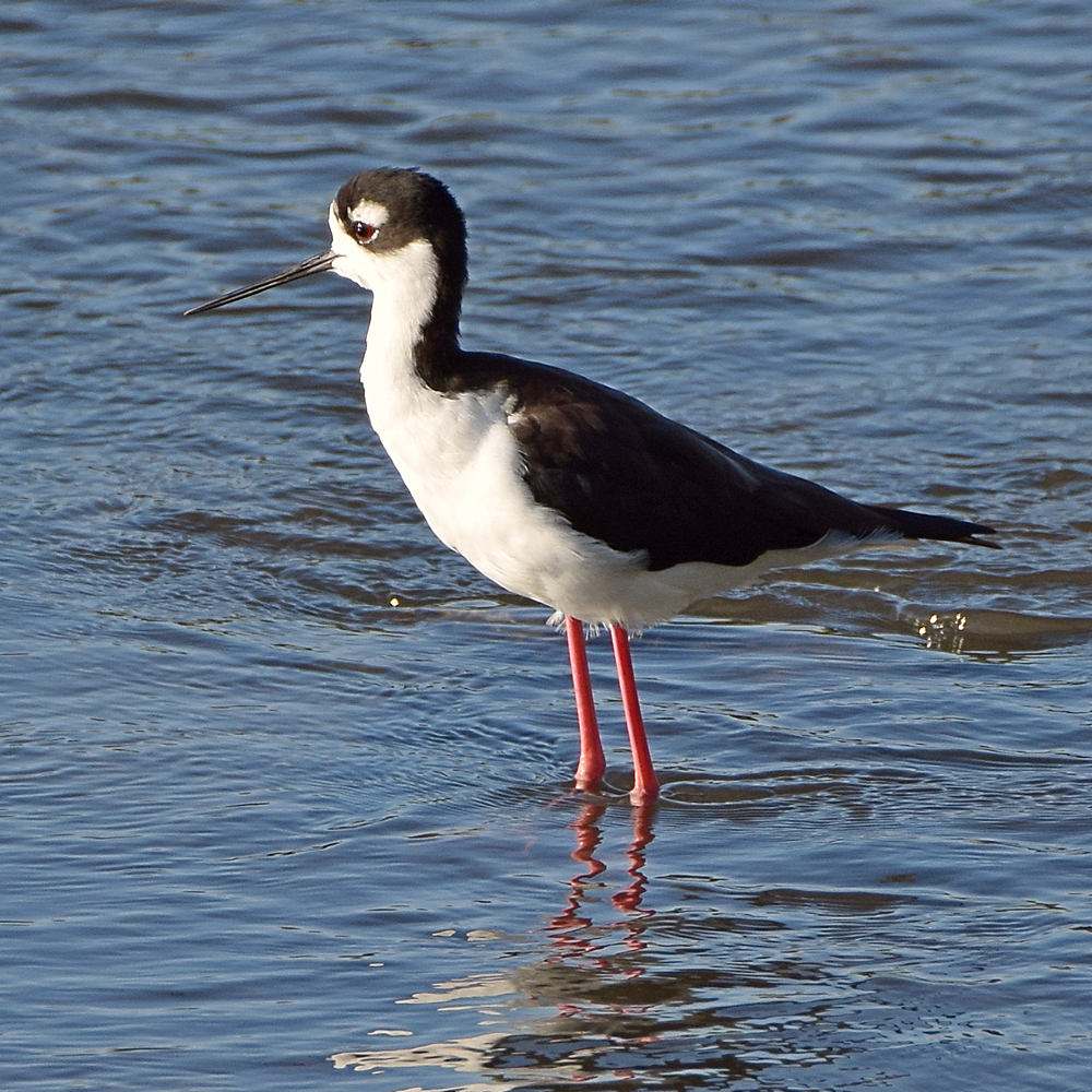 Stilt4.jpg