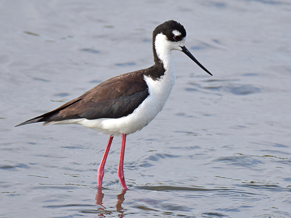Stilt4_2015_05_13.jpg