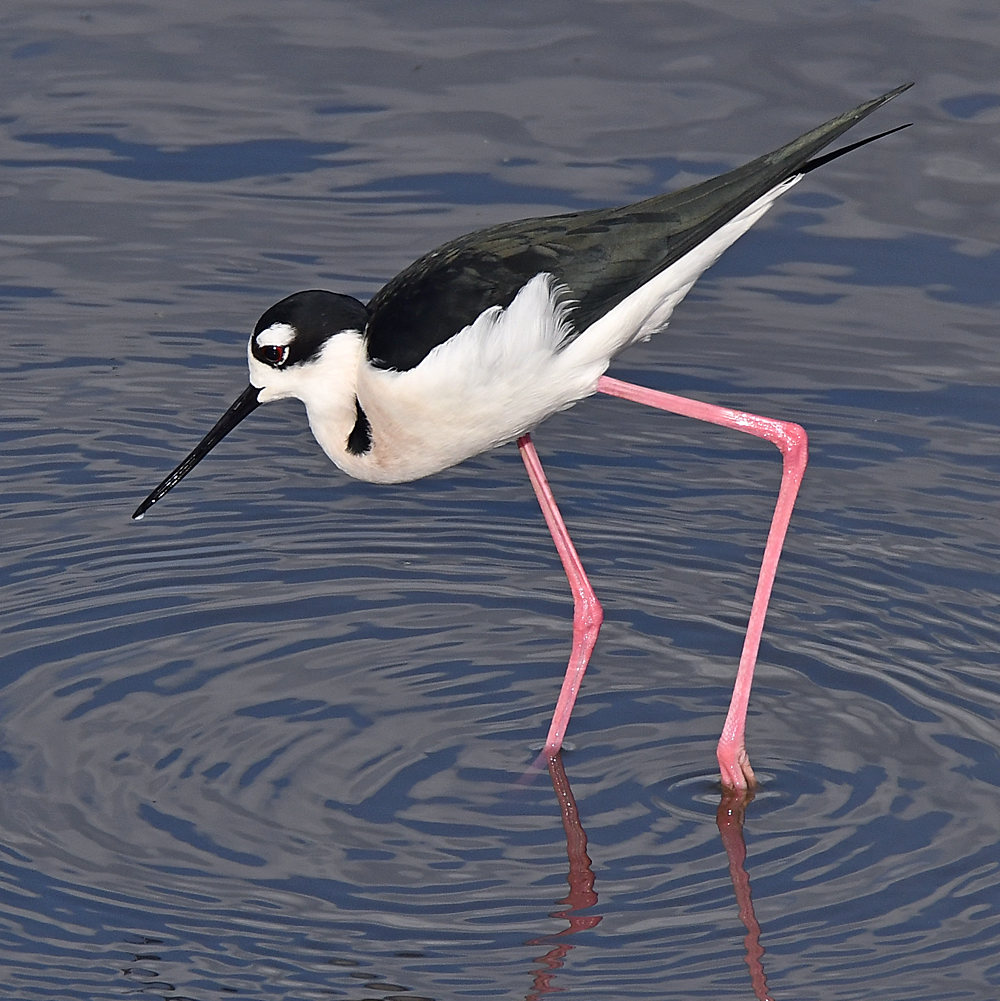 Stilt5.jpg
