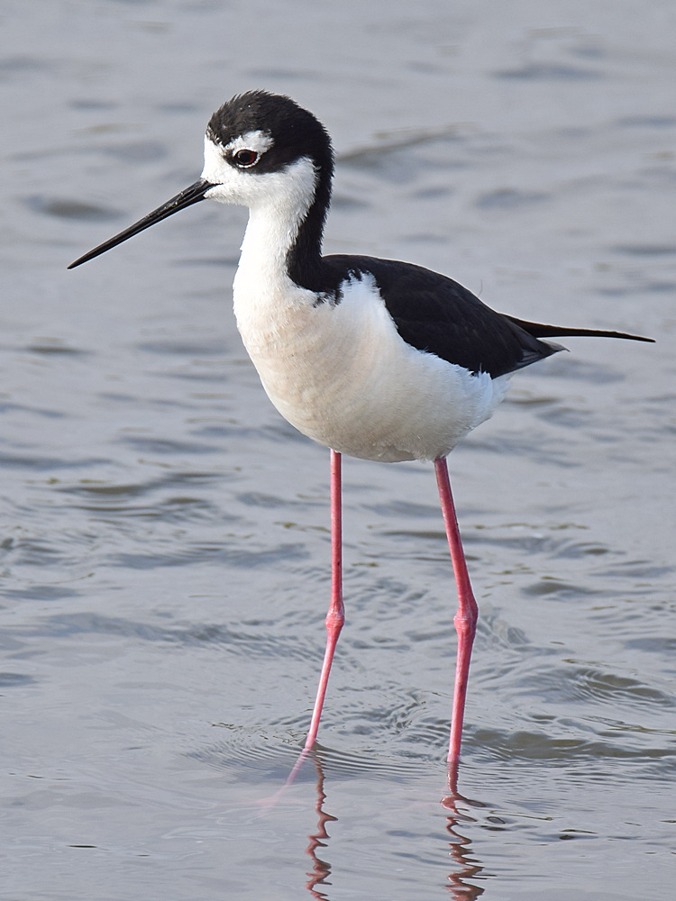 Stilt6.jpg