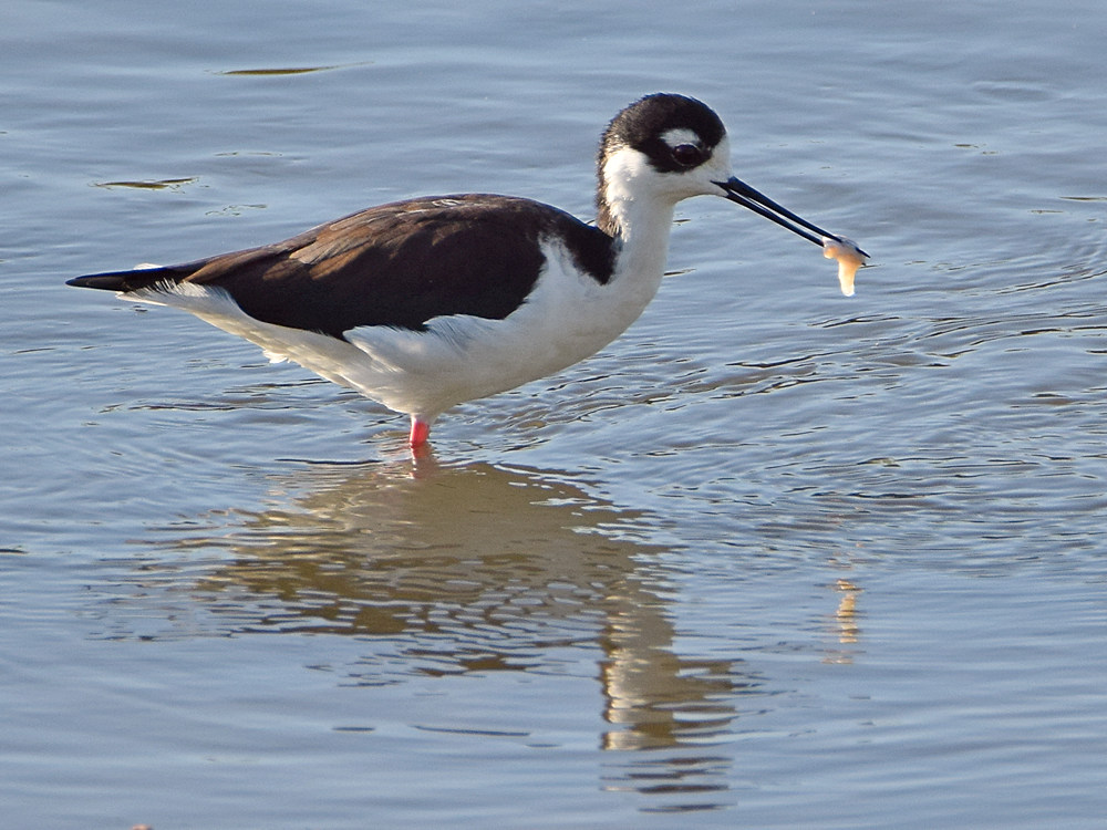 Stilt6.jpg