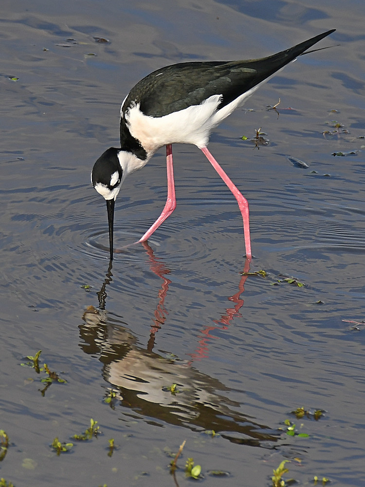 Stilt6.jpg