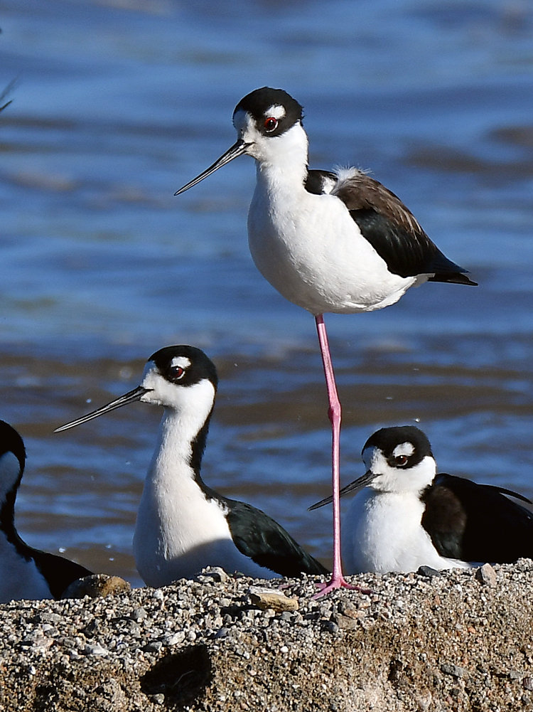 Stilt6.jpg
