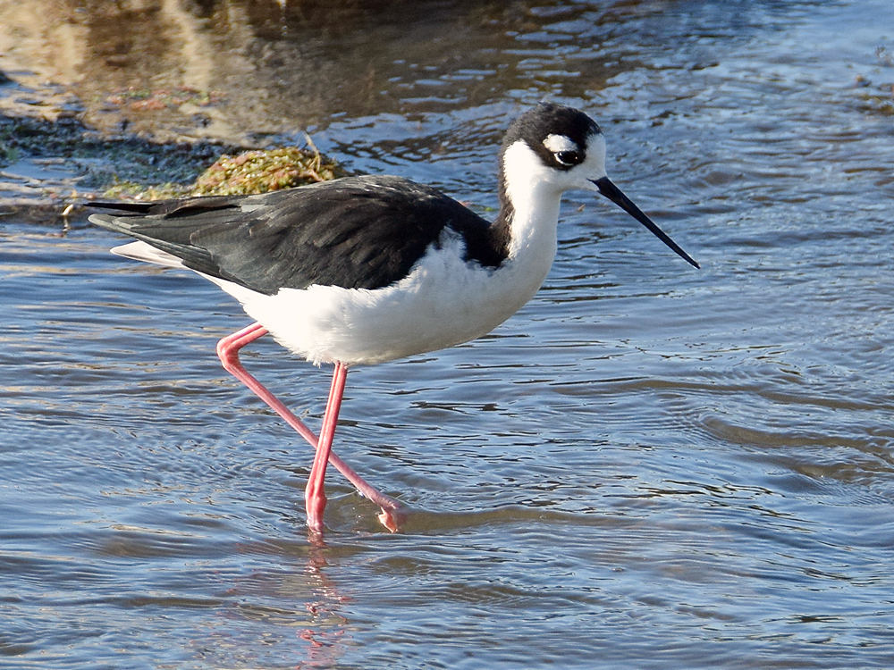 Stilt8.jpg