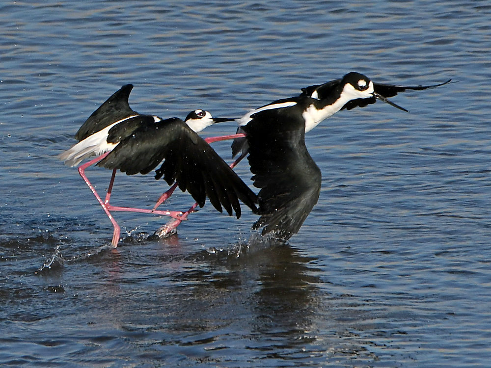Stilts10.jpg