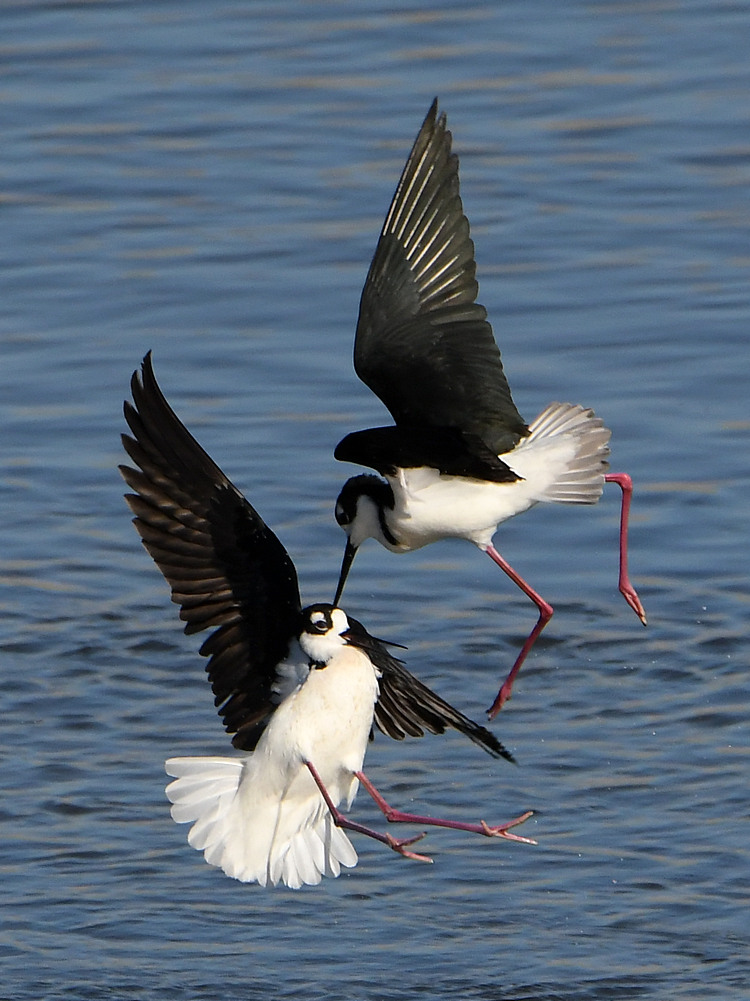 Stilts12.jpg