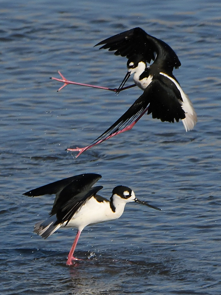 Stilts14.jpg