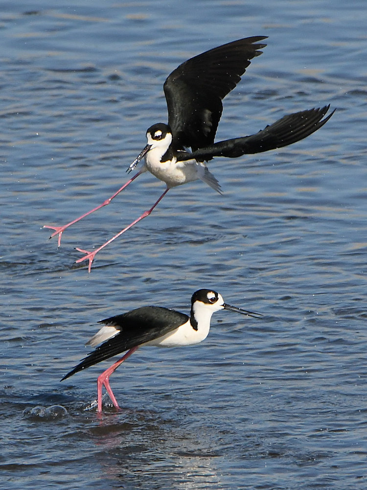 Stilts15.jpg