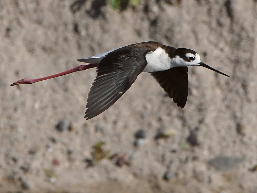 Stilts18.jpg