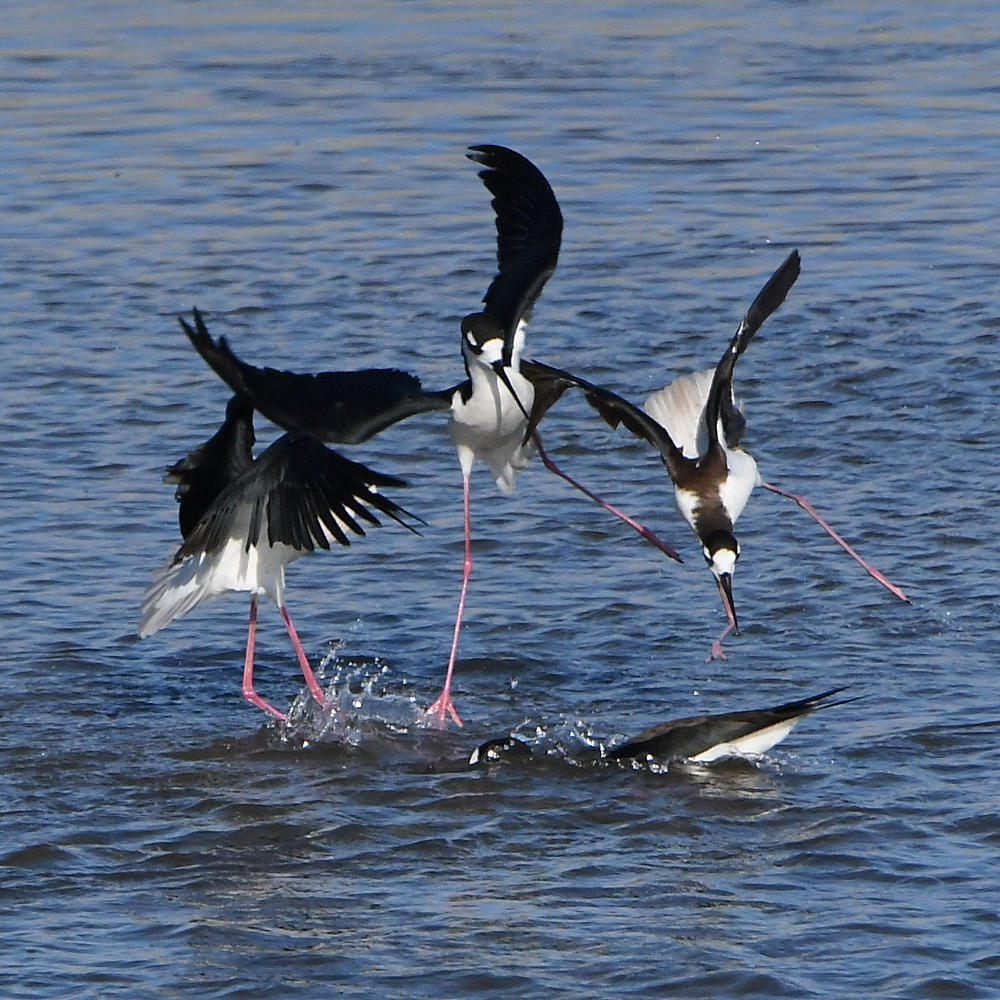 Stilts5.jpg