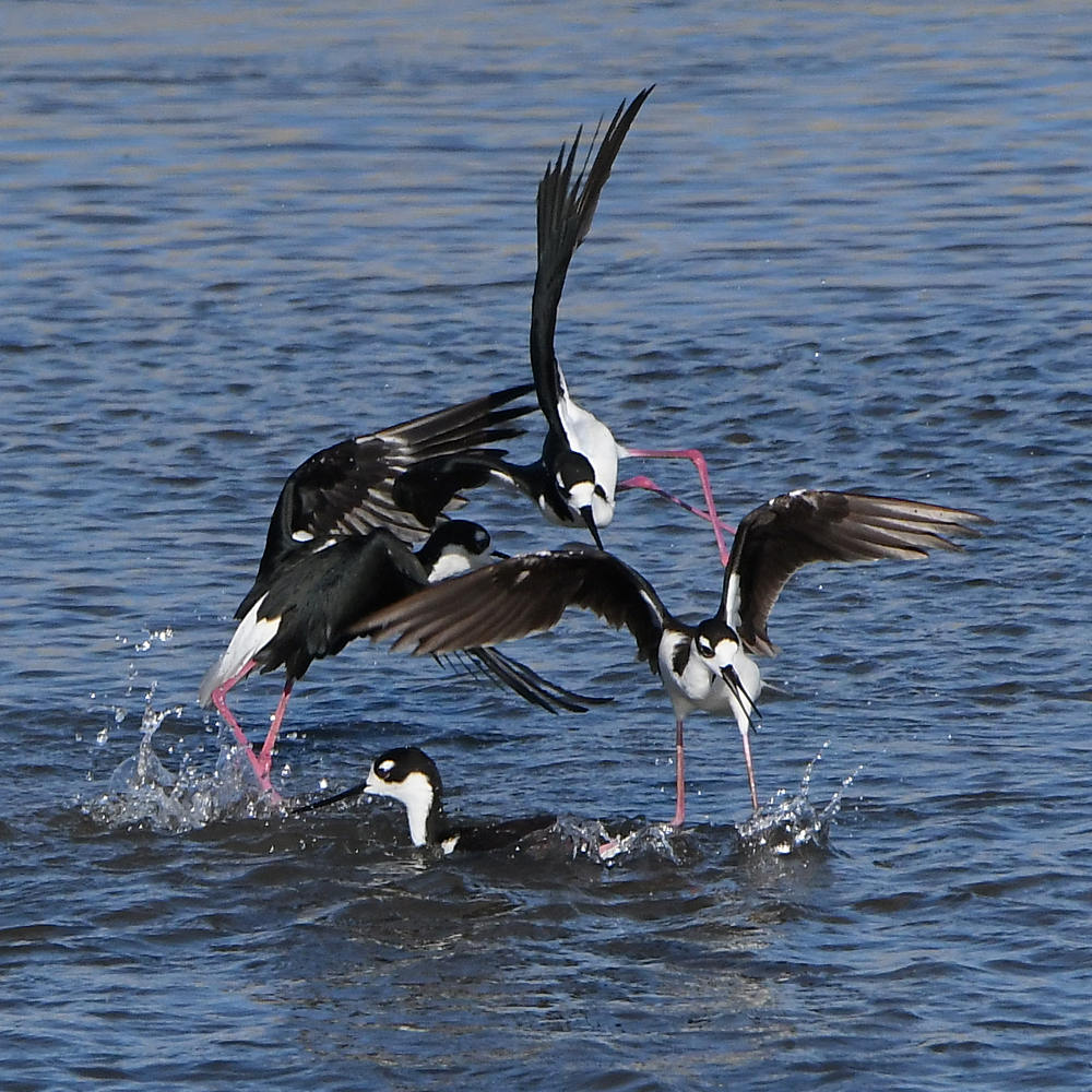 Stilts6.jpg