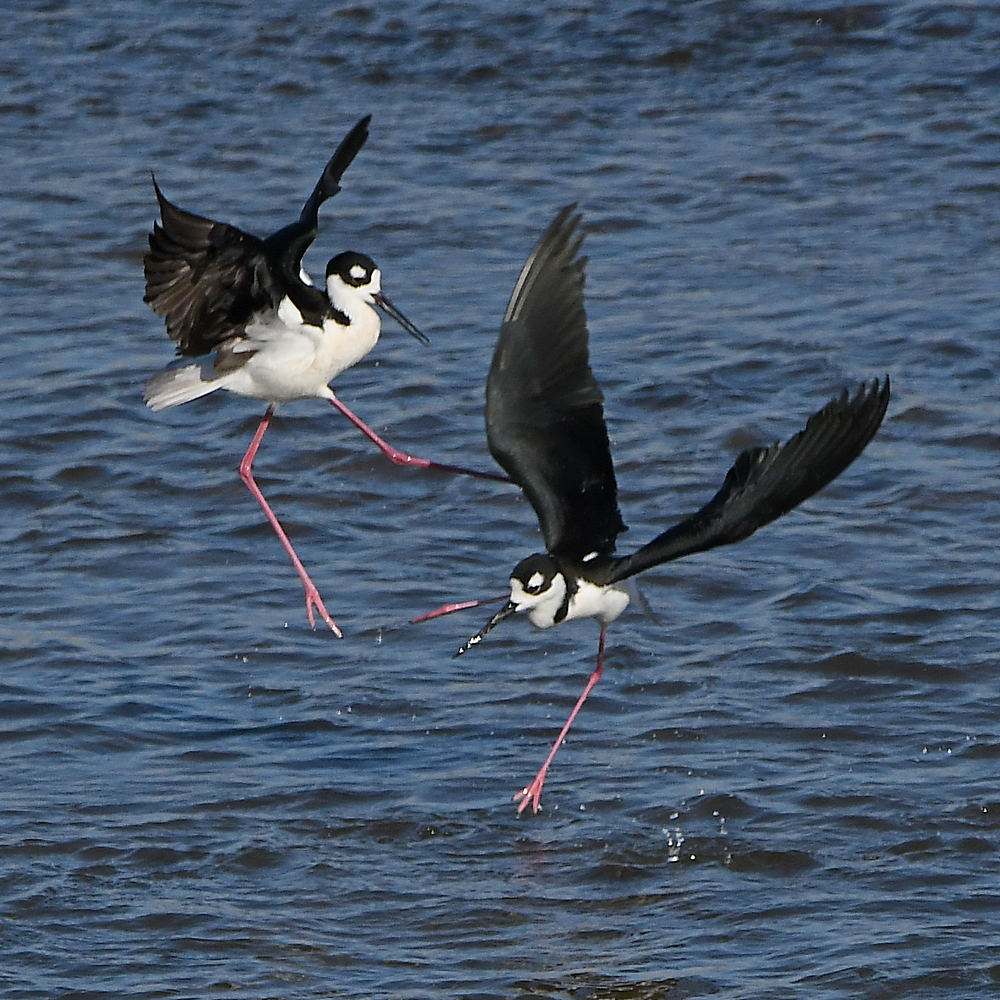 Stilts8.jpg
