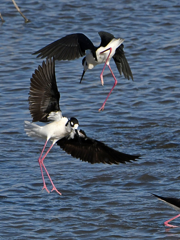 Stilts9.jpg