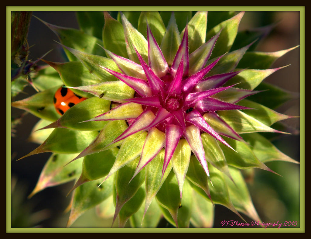 Stinging Nettle Flower with a Ladybug 7-25-2015.jpg