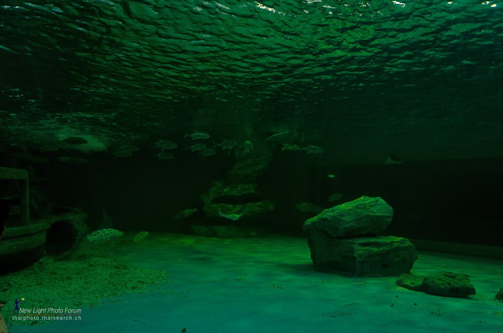 stingray-1.jpg