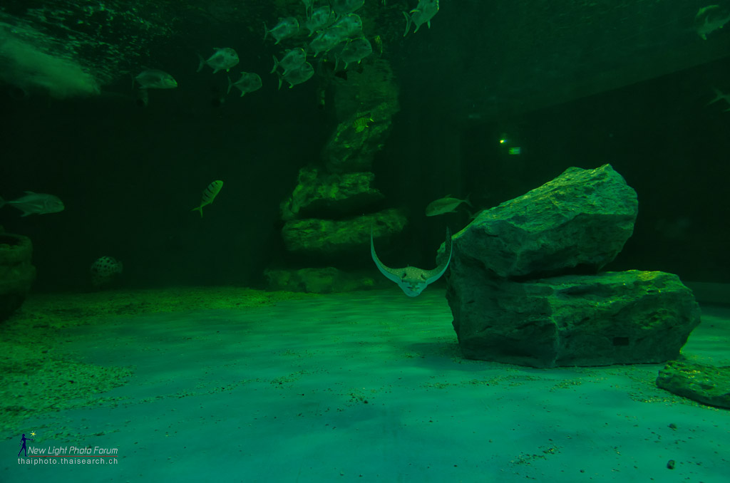 stingray-2.jpg